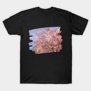 Photo flowers cherry blossom in DC dc statehood simple pink T-Shirt